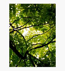 Robinia Photographic Print