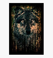 Direwolf Photographic Print