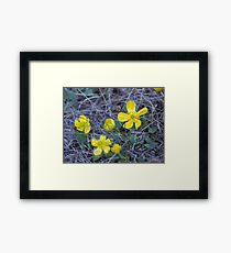 Sagebrush Buttercup Framed Print