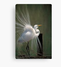 Avery Island Egrets--Great Egret in all his Regalia Canvas Print