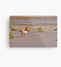 Llama, en el Altiplano Chileno. Metal Print