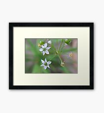 delicate Framed Print