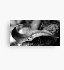 Impaled Canvas Print