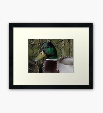 Duck bill Framed Print