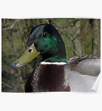 Duck bill Poster