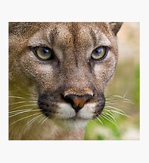 The Cat with many names....... Photographic Print