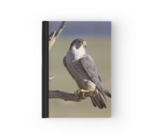 Reading About the Peregrine Falcon by Carol Greene