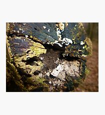 Kingswood Photographic Print