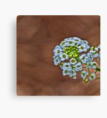 blossoms Canvas Print