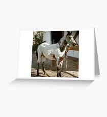 Reno's Chocolate Swirl, a POA filly Greeting Card