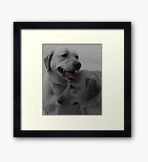 Labrador Retrievers Framed Print