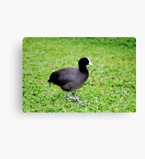 Hawaiian Coot Canvas Print