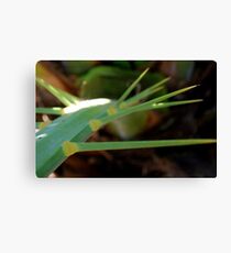 Spike Canvas Print