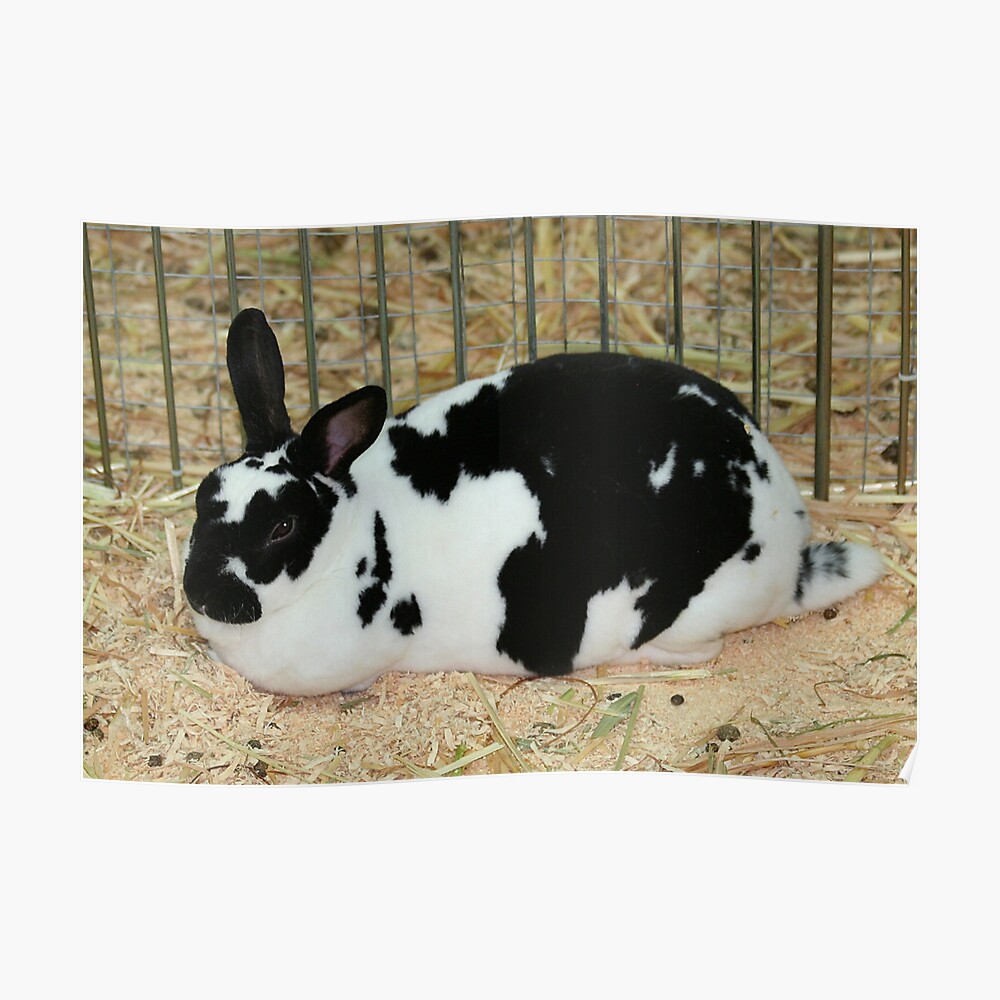 "Giant Checkered Rabbit" Poster by JennyB | Redbubble