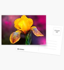 Yellow Iris Postcards