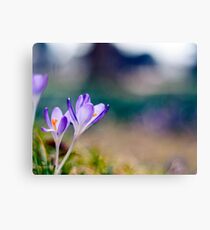 Flowers - Beaulieu Canvas Print