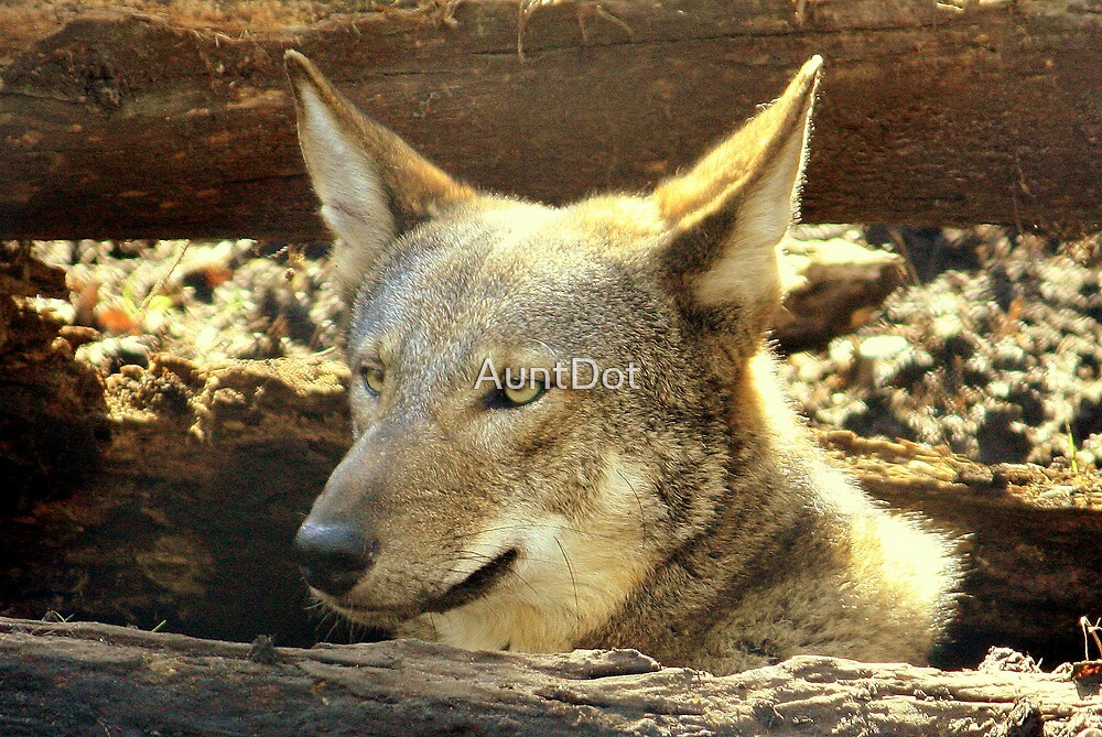download red wolf medical alarm
