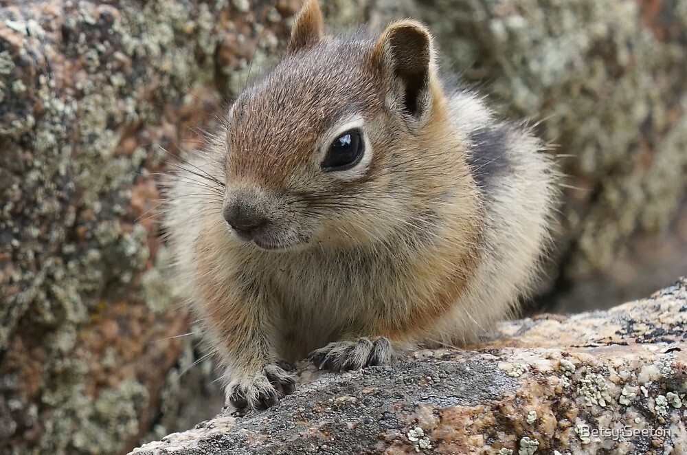 "Baby Ground Squirrel" by Betsy Seeton Redbubble