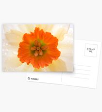 Daffodil Postcards