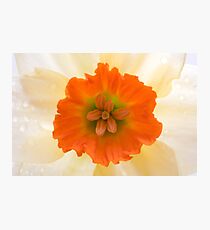Daffodil Photographic Print