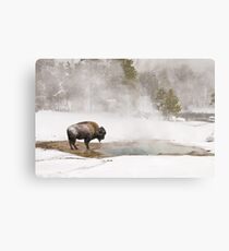 Lámina metálica Bison Keeping Warm, Parque Nacional de Yellowstone
