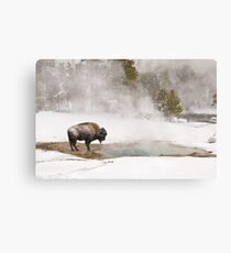 Bison Keeping Warm, Yellowstone National Park Canvas Print
