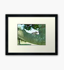 Surfing on a Branch 2 - Frogs in Florida Gerahmtes Wandbild