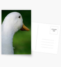 Daisy Postcards