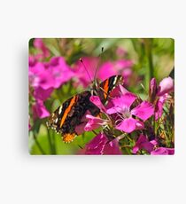 Red Admiral Canvas Print