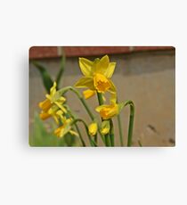Yellow Canvas Print