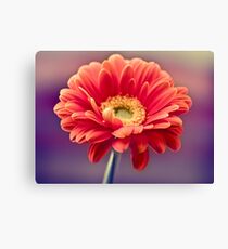 Gerbera Daisy Leinwanddruck