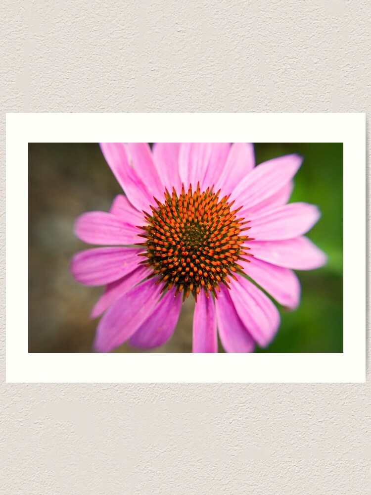 Alternate view of Pink Coneflower Art Print