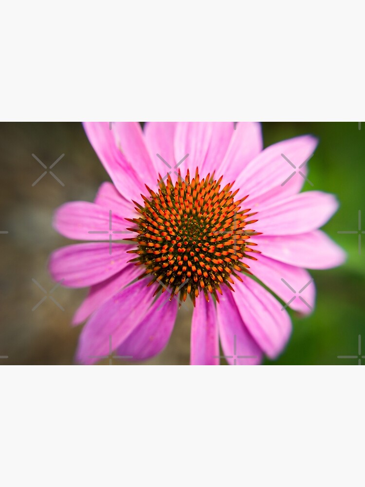 Pink Coneflower by fruitfulart