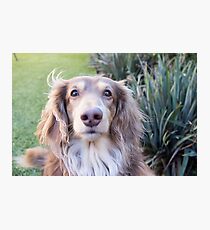 Teddie Boy Photographic Print