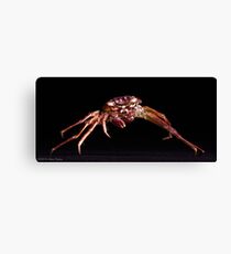 Crab: A Portrait Canvas Print