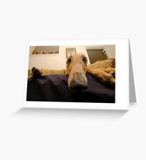 Greyhound Greeting Card