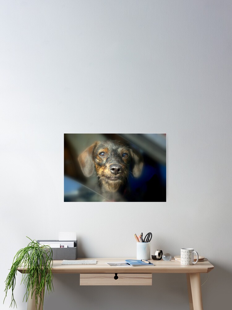 Wired Haired Poodle Dashund Doxiepoo Poster By Fivelles