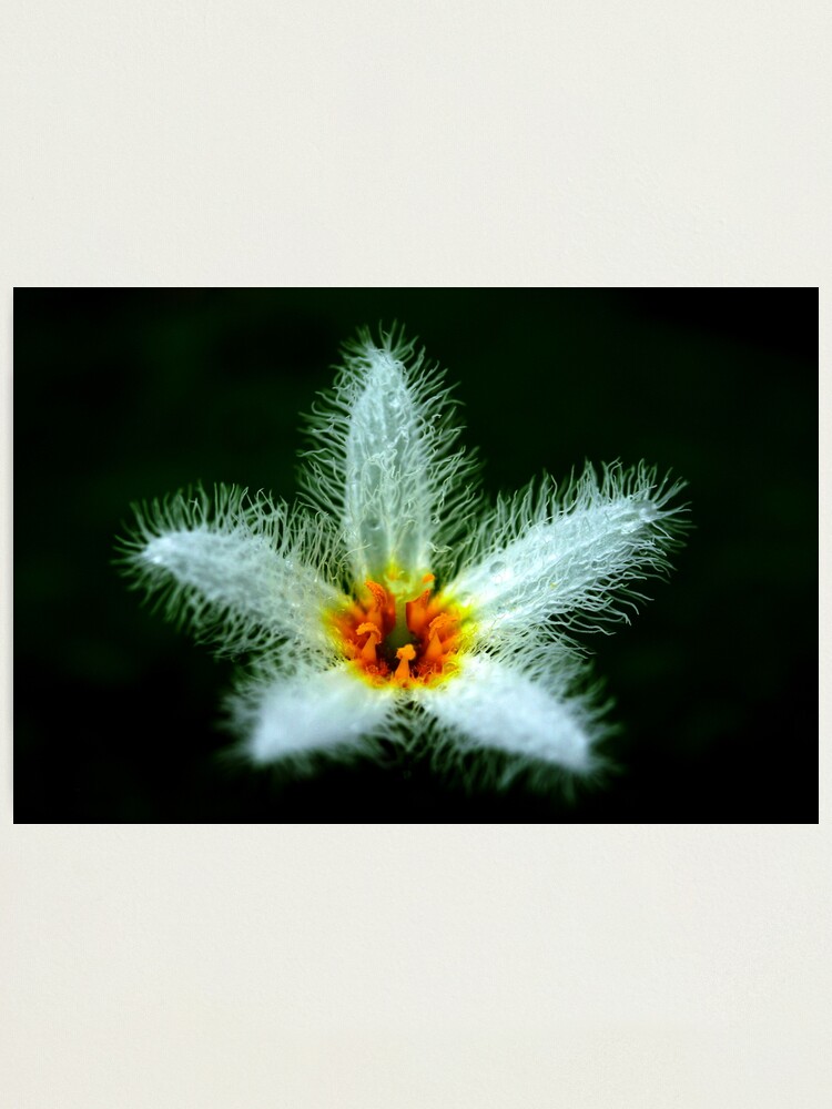 Alternate view of Nymphoides indica Photographic Print