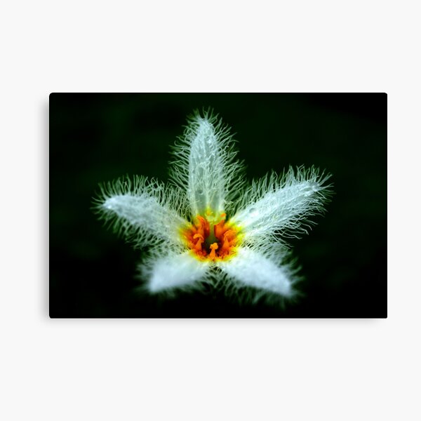 Nymphoides indica Canvas Print