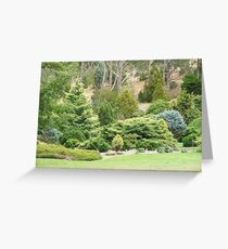Conifers (5640) Greeting Card