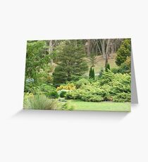 Conifers (5643) Greeting Card