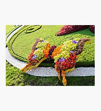 Spring butterfly Photographic Print