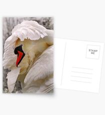 am i a swan yet? Postcards