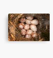 Chickadee Nest! Almost a Dozen Eggs! Canvas Print