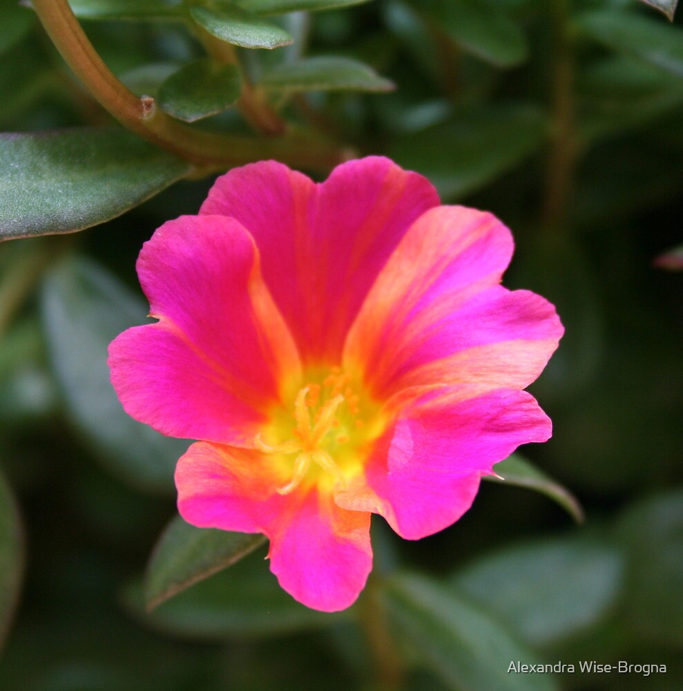 “Mexican Rose 2” by Alexandra Wise-Brogna | Redbubble