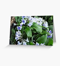 periwinkle? Greeting Card