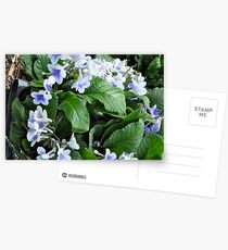 periwinkle? Postcards