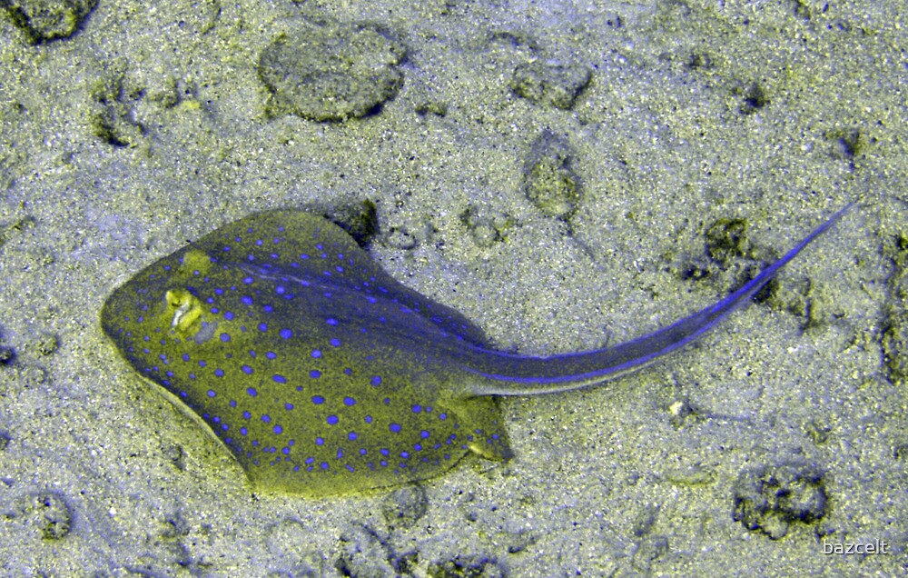 stingray-great-barrier-reef-by-bazcelt-redbubble