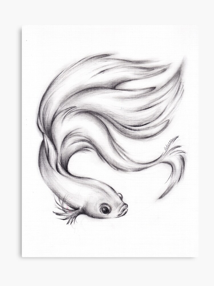 River Belle Charcoal Pencil Drawing Of A Siamese Betta Fighting