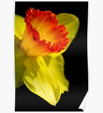 Ruffled Cup Poster